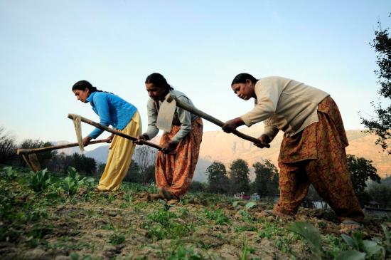 Indian farmers tilling the earth in Tihi